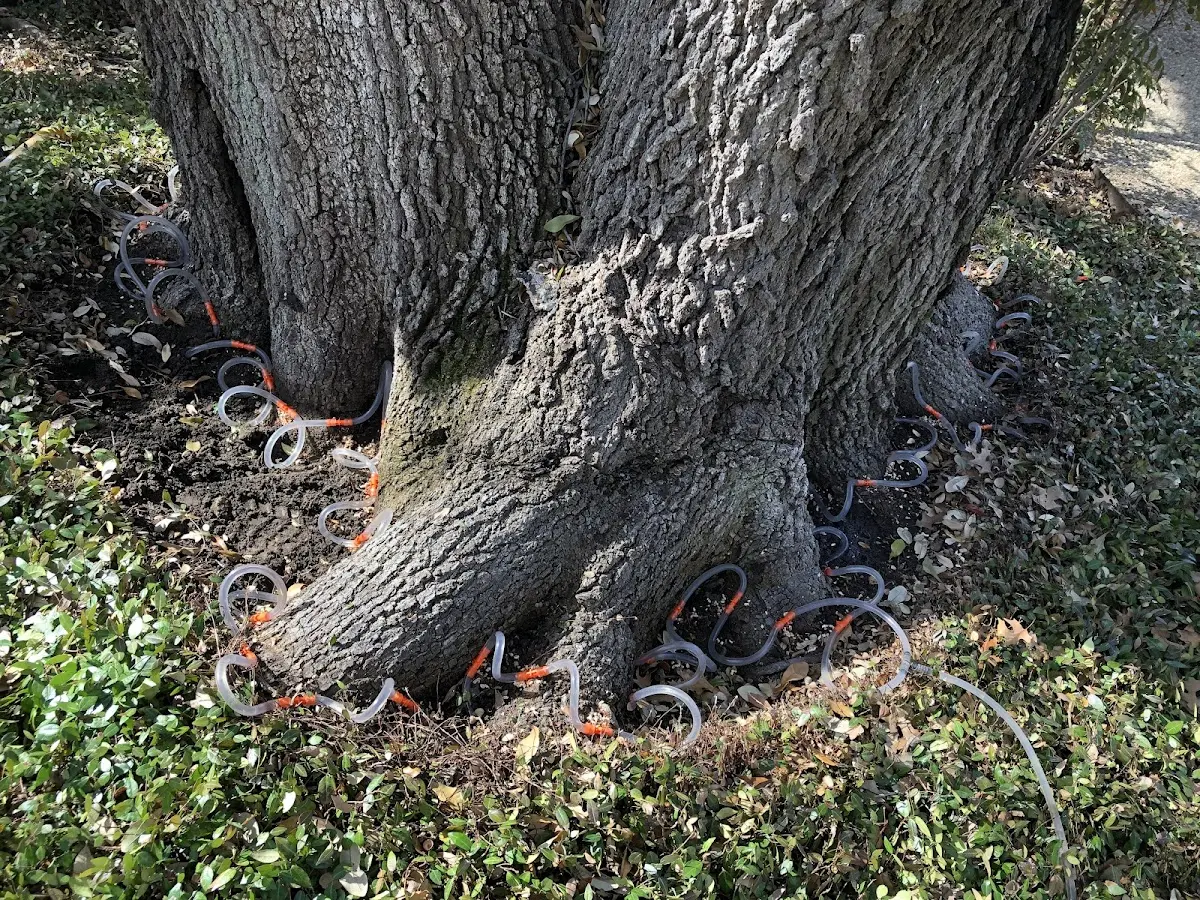 Detailed Tree Cabling and Bracing job site in Clay Springs